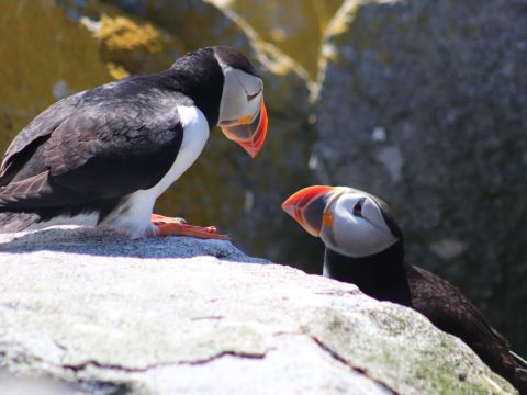 Atlantic Puffins - photo by Mary Beth Hoffman